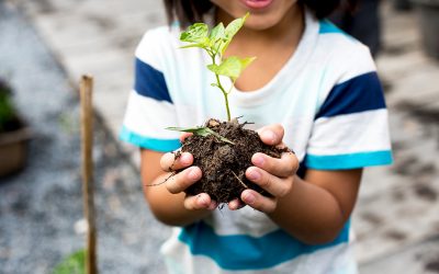 Primero Básico: Modelar una planta